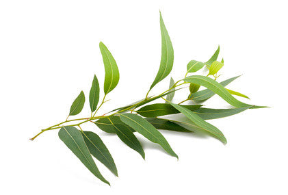 Eucalyptus Blue Mallee EO