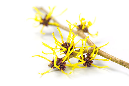 Witch Hazel Distillate
