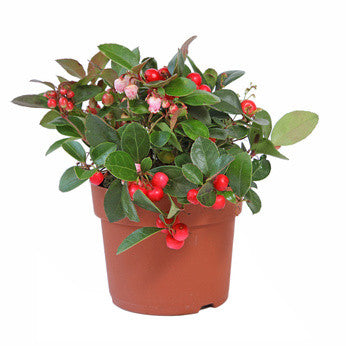 Wintergreen EO