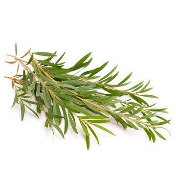 Tea Tree (Australia) EO