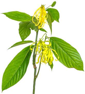 Ylang Ylang (Nature Identical) EO