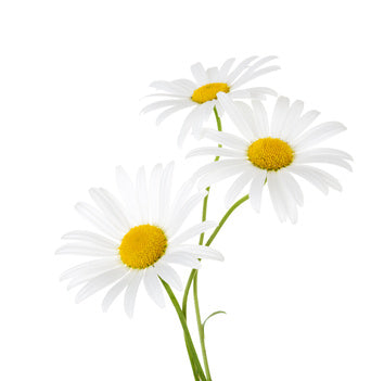 Chamomile German Blue 3% Dilution