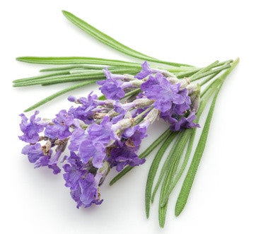 Lavender 40/42 EO