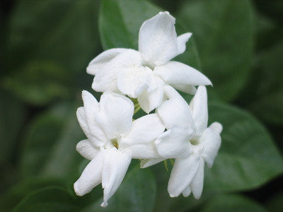 Sampaguita (Nat Blend) EO