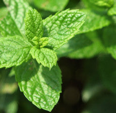 Spearmint EO