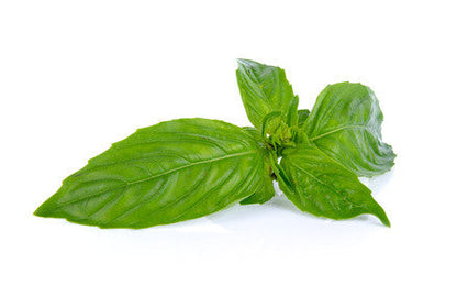 Basil EO