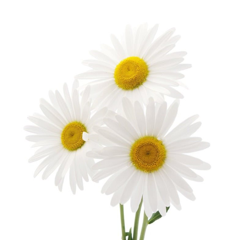 Daisy FO