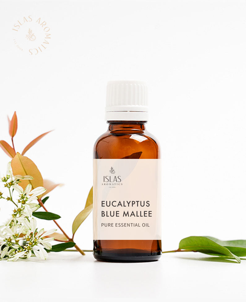 Eucalyptus Blue Mallee EO