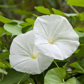 Moonflower FO