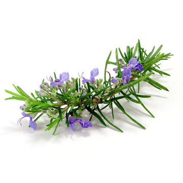 Rosemary (Spain) EO